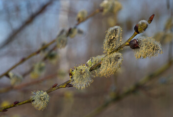 the spring sun awakened the willow tree blossom
