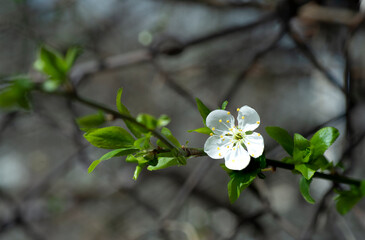 Beautiful flowering of garden trees. The first spring flowers.