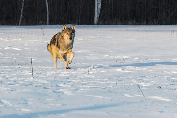 Grey Wolf (Canis lupus) Runs Forward Through Field Winter