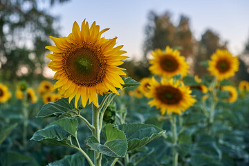 sunflowers in the field