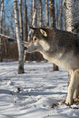 Grey Wolf (Canis lupus) One Paw Forward Looking Left Winter