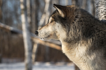 Obraz premium Grey Wolf (Canis lupus) Profile Looks Left Side Eye Winter