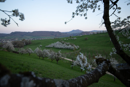 Kirschbl&uuml;ten im Fricktal
