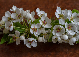 Naklejka na ściany i meble Beautiful flowering of garden trees. The first spring flowers.