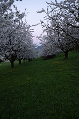 Kirschblüten im Fricktal
