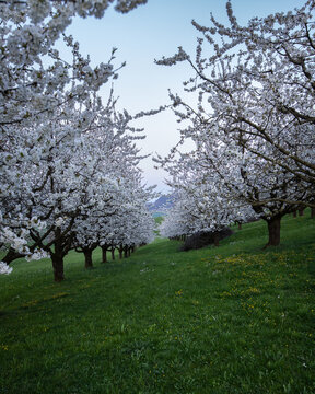 Kirschbl&uuml;ten im Fricktal
