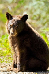 Fluffy Cinnamon colored black bear cub in the wild.