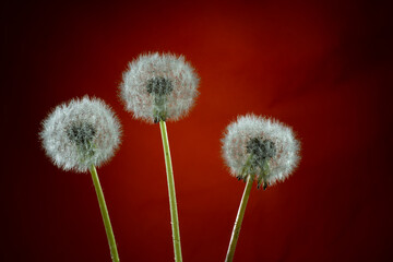 Close up of three dandelions with seeds on a red background