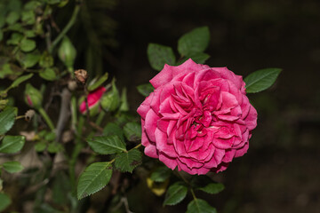 pink rose in garden