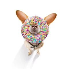 Papier Peint photo Lavable Chien fou dog with a donut