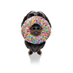 dog with a donut