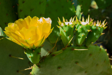 View of a yellow prickly pear cactus flower. 