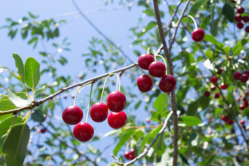 A branch with a cherry tree on a background of blue sky and green foliage.