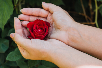 The concept of tenderness, trust, passion, kindness, security. A scarlet rose in a woman's hands close-up on the background of greenery in the garden with a blurred background.