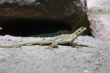 The lizard in the terrarium