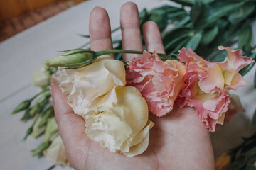 Wedding bouquet of pink and white eustoms for a postcard, Wallpaper or poster. Eustoma flowers in pastel colors on a white wooden background of boards close-up in the hand of a girl (bride).