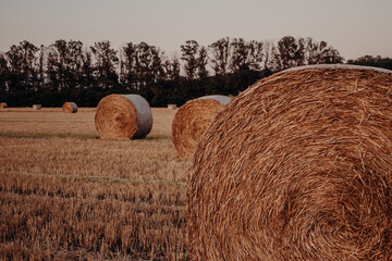 Cleaning fields in the Kuban. Haystacks close-up on a harvested field during a July sunset with trees on the horizon.