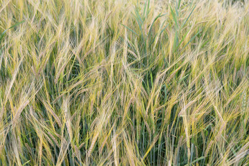 Close up of rye ears, field of rye in a summer time.