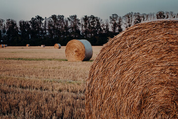 Cleaning fields in the Kuban. Haystacks close-up on a harvested field during a July sunset with trees on the horizon.