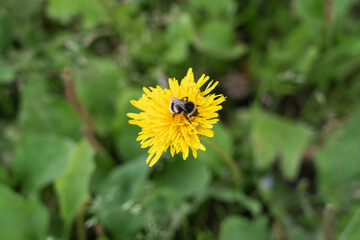 Bumblebee collecting pollen in yellow dandelion flower.