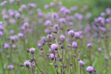 Obraz premium Burdock thorny flower. (Arctium lappa) on green blur background.