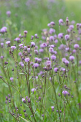 Burdock thorny flower. (Arctium lappa) on green blur background.