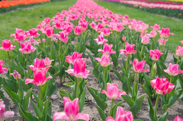 You are so beautiful. nature landscape sightseeing in Europe. fresh spring flowers. gather the bouquet. pink vibrant flowers. field with tulips in netherlands. tulip field with various type and color