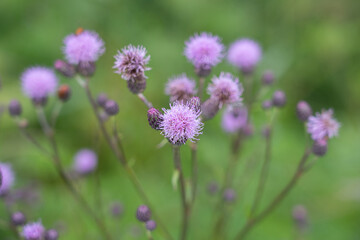 Burdock thorny flower. (Arctium lappa) on green blur background.