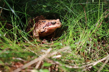 Brown frog on the edge of the forest