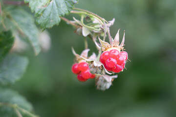 Fresh ripe raspberries on the branch.