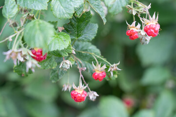 Tasty ripe wild raspberry in the forest.