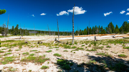 Fototapeta na wymiar Bobby Sox Trees, Yellowstone National Park