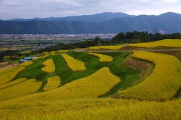 信州　夕暮れの姨捨の棚田