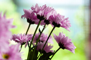 Lilac chrysanthemum flowers bouquet on a soft bokeh background