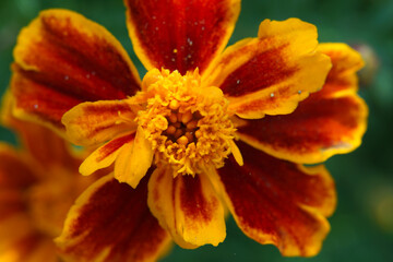 Closeup of beautiful french marigold flowers blooming.