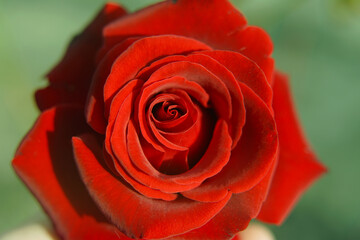Close-up view of beatiful red rose.
