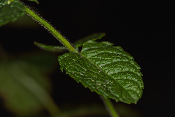 close-up of a mint leaf on a dark background