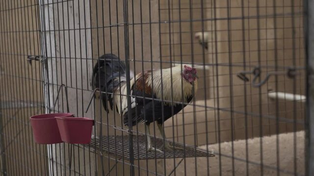 fighting cock sit in a cage. A large male with gorgeous feathers. 4K
