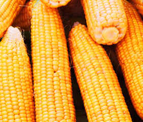 corn in market