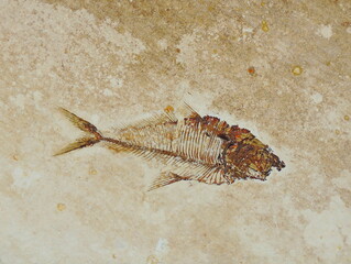 Fossil fish © Virynja