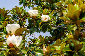 Beautiful tree in bloom with beautiful white flowers