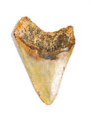 fossilized Megalodon tooth