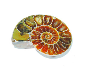 ancient Ammonite Fossil