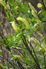 tree branches and plants