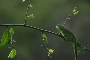 iguana verde