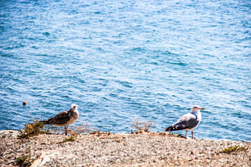 seagull on the beach