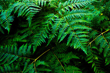 Ferns in the forest. Natural floral background