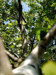 Birch crown in the clouds from bottom up