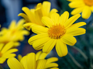 yellow daisy flower