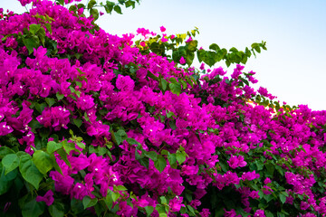 Obraz premium Pink, magenta blooming bougainvillea flower, Bougainvillea is a thorny ornamental vines. Floral background.